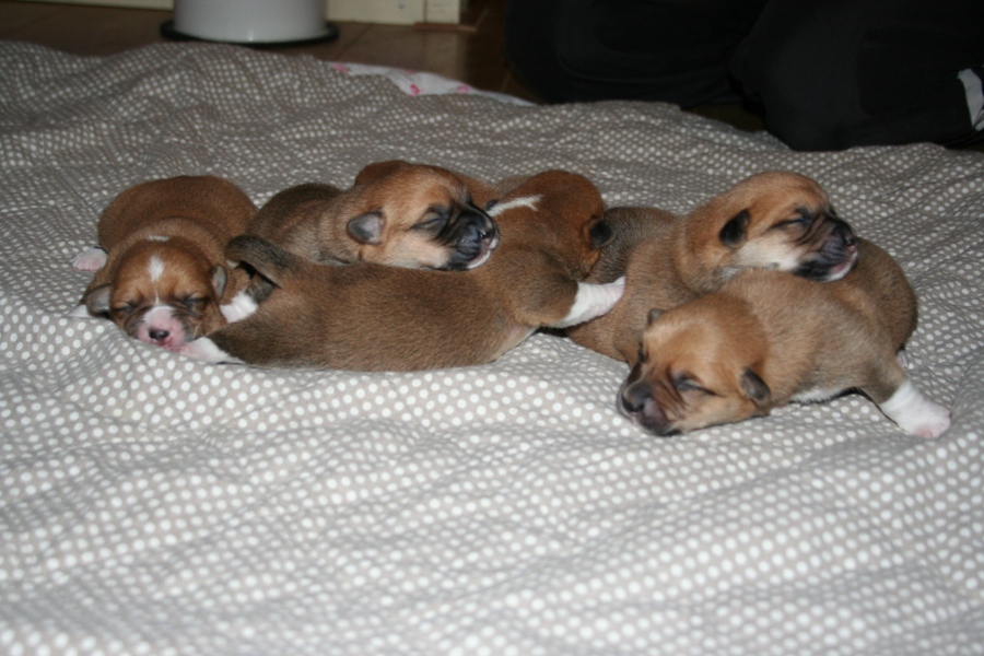 Puppies